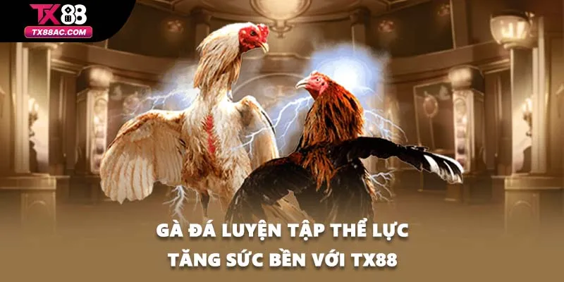 Gà đá luyện tập thể lực tăng sức bền với TX88