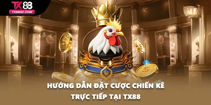 Hướng dẫn đặt cược chiến kê trực tiếp tại TX88