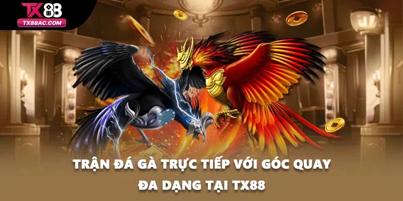 Trận đá gà trực tiếp với góc quay đa dạng tại TX88